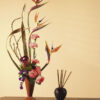 Bird of Paradise