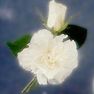Rose and Carnation Boutonniere